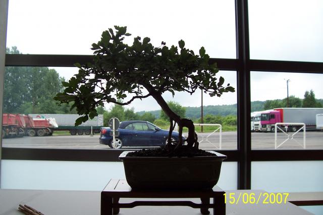 Image: 100_6902-420a26.jpg