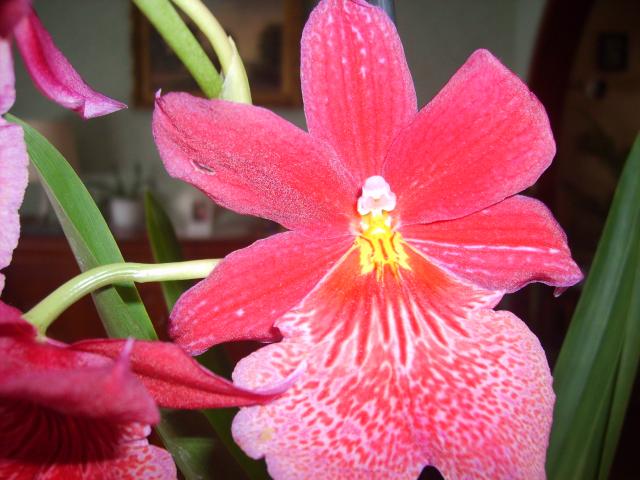 Image: image-nouvelles-orchidees-005-31eed7.jpg