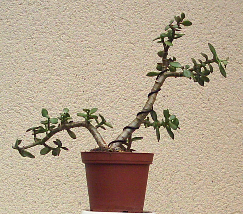 Image: crassula1-007-33551d.jpg