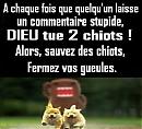 Image: chiots-3a2224.jpg