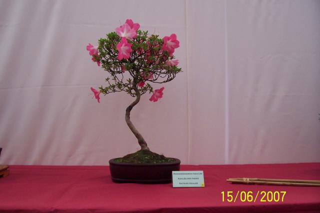 Image: 100_6838-42043a.jpg