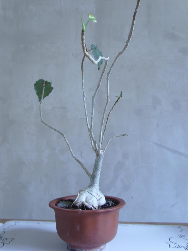 Image: sa550277-4a0b23.jpg