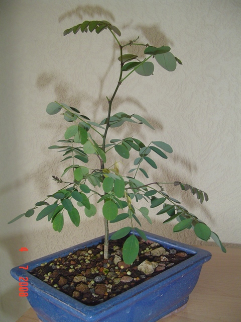Image: dsc01879-4a03e3.jpg