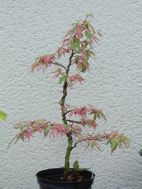 Image: sa400161-31c6c9.jpg