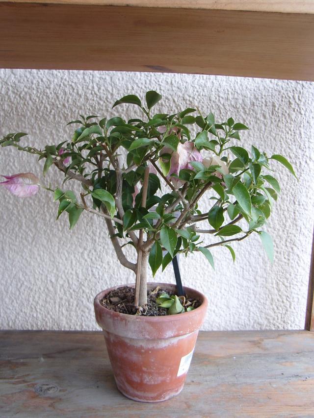 Image: sa550285-49dbad.jpg