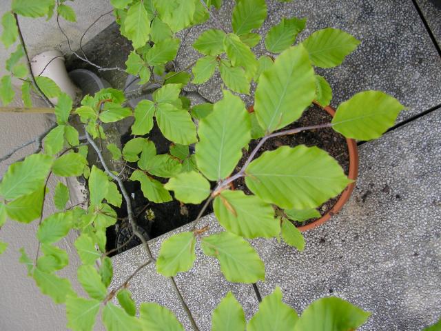 Image: p1010001-30c702.jpg