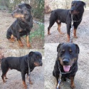 Vulcan, rottoto de 5 ans (eutha dans 1 semaine)(34) Benji110-180f778