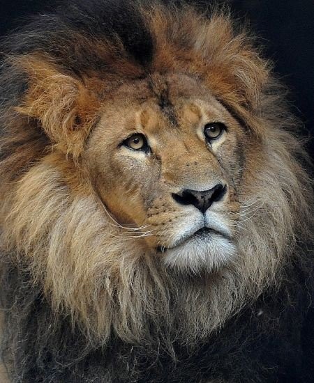 image-lion-fanfan
