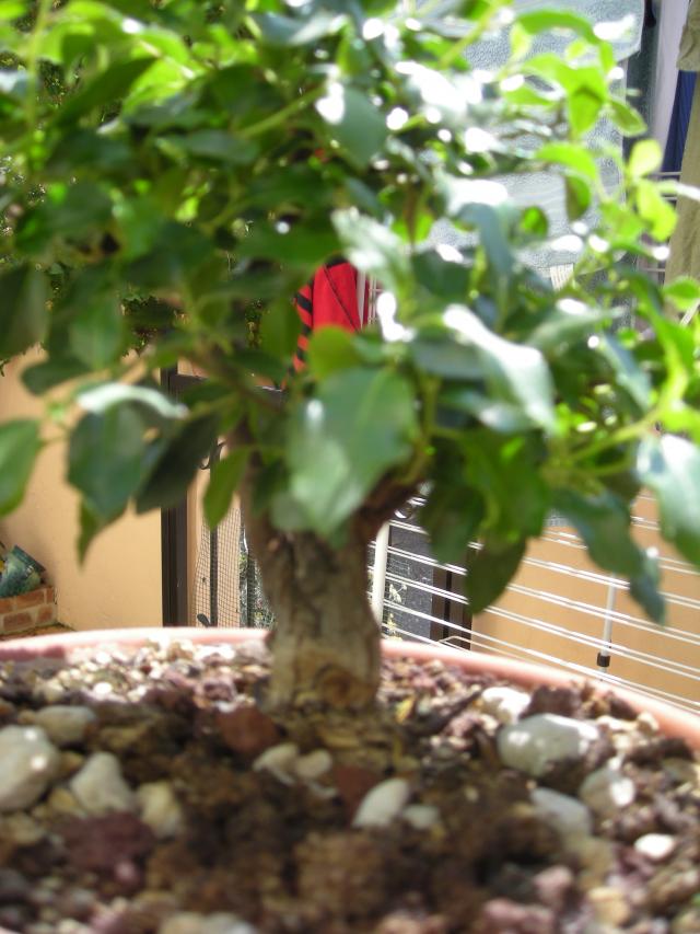 Image: rosa-chinensis-1-...erest-005-37b3e9.jpg