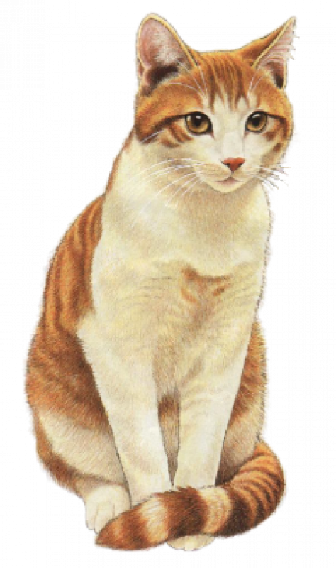 http://img27.xooimage.com/files/d/4/c/2192830441_1-1ad8c81.png